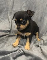 Azzi, a female Chihuahua for sale in Riverview, FL – 4 of 6