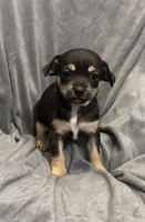 Chocolate , a male Chihuahua for sale in Riverview, FL – 2 of 4