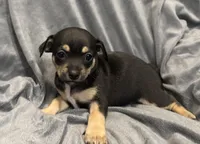 Chocolate , a male Chihuahua for sale in Riverview, FL – 1 of 4