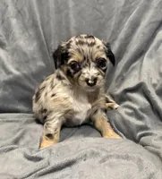Precious, a female Chihuahua for sale in Riverview, FL – 6 of 7