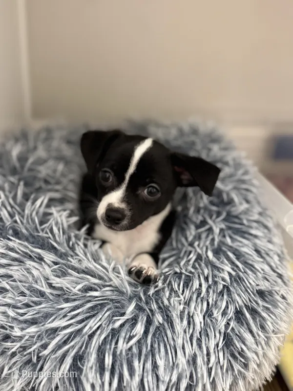 Oreo – Chihuahua puppy for sale in Riverview, FL
