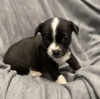 Oreo, a male Chihuahua for sale in Riverview, FL – Photo 3 of 5