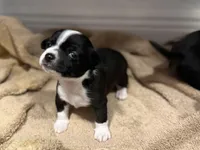 Oreo, a male Chihuahua for sale in Riverview, FL – Photo 5 of 5