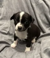 Oreo, a male Chihuahua for sale in Riverview, FL – Photo 1 of 5