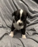 Oreo, a male Chihuahua for sale in Riverview, FL – Photo 2 of 5