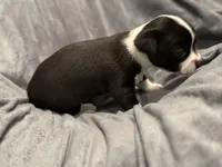 Oreo, a male Chihuahua for sale in Riverview, FL – Photo 4 of 5