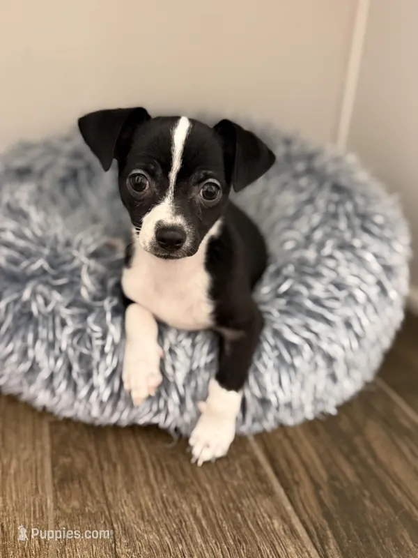 Oreo – Chihuahua puppy for sale in Riverview, FL