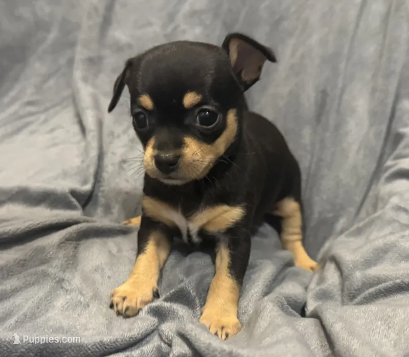 Azzi – Chihuahua puppy for sale in Riverview, FL