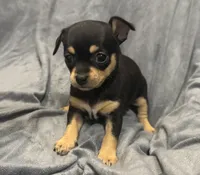 Azzi, a female Chihuahua for sale in Riverview, FL – 1 of 6