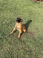 Kimber, a female Belgian Malinois and Dutch Shepherd for sale in Macomb, OK – 3 of 3