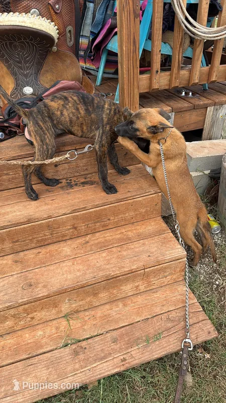 Kimber – Belgian Malinois, Dutch Shepherd puppy for sale in Macomb, OK