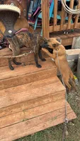 Kimber, a female Belgian Malinois and Dutch Shepherd for sale in Macomb, OK – 1 of 3