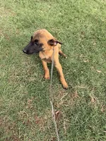 Kimber, a female Belgian Malinois and Dutch Shepherd for sale in Macomb, OK – 2 of 3