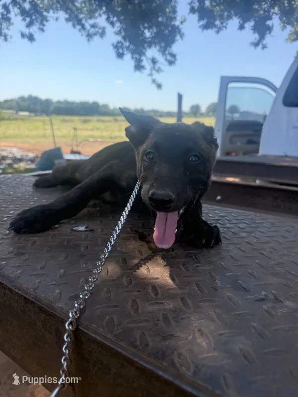 Riggs  – Belgian Malinois, Dutch Shepherd puppy for sale in Macomb, OK