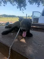 Riggs , a male Belgian Malinois and Dutch Shepherd for sale in Macomb, OK – 1 of 3