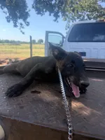 Riggs , a male Belgian Malinois and Dutch Shepherd for sale in Macomb, OK – 2 of 3