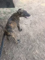 Riggs , a male Belgian Malinois and Dutch Shepherd for sale in Macomb, OK – 3 of 3