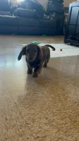 Hayes, a female Miniature Dachshund for sale in Bronx, NY – Photo 7 of 9