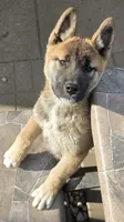 Akita , a female Akita for sale in Columbus, OH – 2 of 6