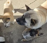 Akita , a female Akita for sale in Columbus, OH – 6 of 6