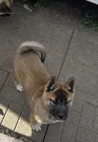 Akita , a female Akita for sale in Columbus, OH – 4 of 6