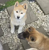 Akita , a female Akita for sale in Columbus, OH – 3 of 6