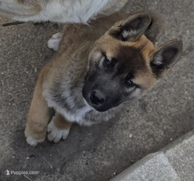 Akita  – Akita puppy for sale in Columbus, OH