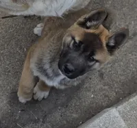 Akita , a female Akita for sale in Columbus, OH – 1 of 6