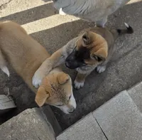 Akita , a female Akita for sale in Columbus, OH – 5 of 6