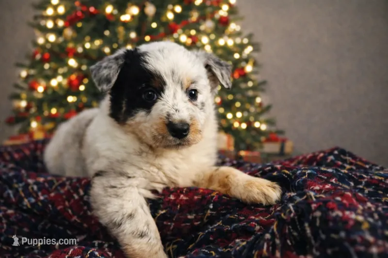 Little Rock ~ TX Heeler