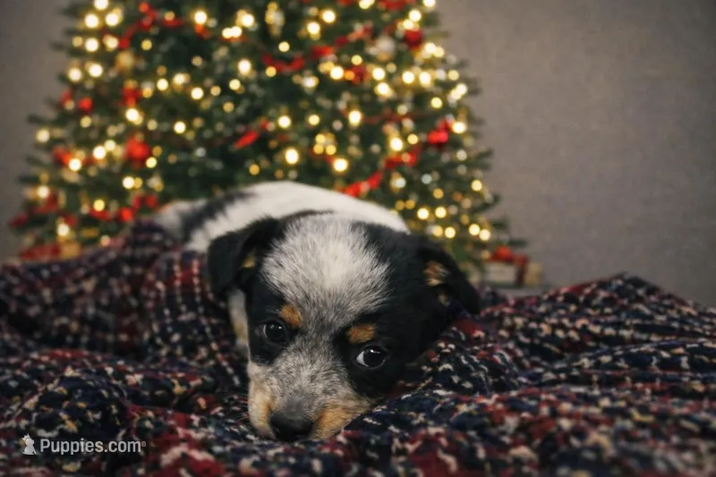 Columbus ~ TX Heeler