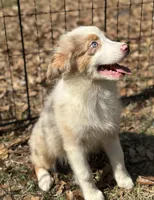 Cinnamon, a female Australian Shepherd for sale in Mobile, AL – Photo 2 of 3