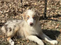 Cinnamon, a female Australian Shepherd for sale in Mobile, AL – Photo 3 of 3