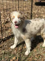 Cinnamon, a female Australian Shepherd for sale in Mobile, AL – Photo 1 of 3