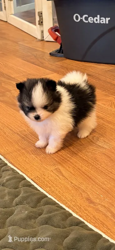 Lincoln  – Pomeranian puppy for sale in Grass Lake, MI