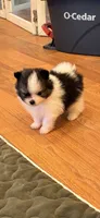 Lincoln , a male Pomeranian for sale in Grass Lake, MI – 1 of 1