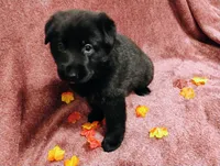 Orange, a female German Shepherd Dog for sale in Belton, SC – 8 of 8
