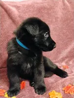 Blue, a male German Shepherd Dog for sale in Belton, SC – 2 of 7