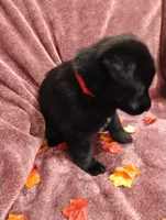 Red, a female German Shepherd Dog for sale in Belton, SC – 3 of 6