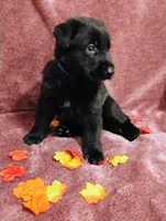 Blue, a male German Shepherd Dog for sale in Belton, SC – 3 of 7