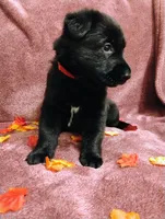 Red, a female German Shepherd Dog for sale in Belton, SC – 4 of 6