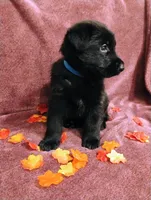 Blue, a male German Shepherd Dog for sale in Belton, SC – 5 of 7