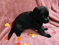 Purple, a female German Shepherd Dog for sale in Belton, SC – 6 of 6