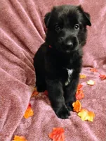 Red, a female German Shepherd Dog for sale in Belton, SC – 2 of 6