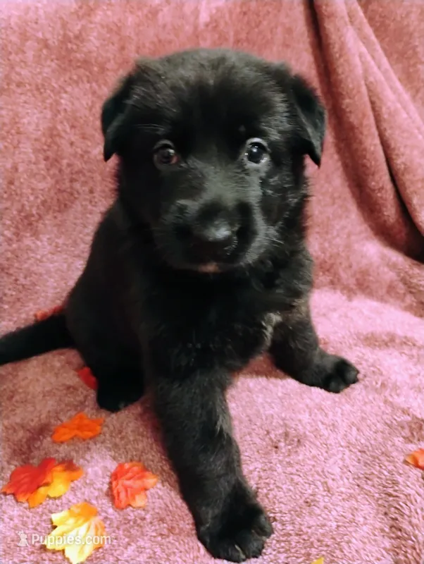 Orange – German Shepherd Dog puppy for sale in Belton, SC
