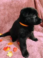 Orange, a female German Shepherd Dog for sale in Belton, SC – 6 of 8