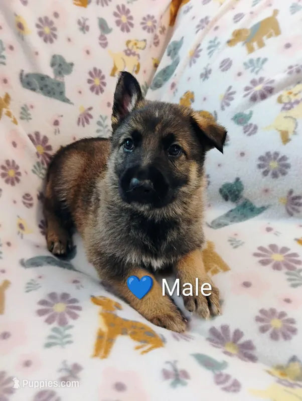 Blue, a male German Shepherd Dog for sale in Belton, SC – Photo 1 of 5