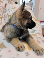 Blue, a male German Shepherd Dog for sale in Belton, SC – Photo 3 of 5