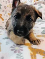 Blue, a male German Shepherd Dog for sale in Belton, SC – Photo 2 of 5