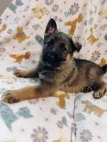 Blue, a male German Shepherd Dog for sale in Belton, SC – Photo 4 of 5